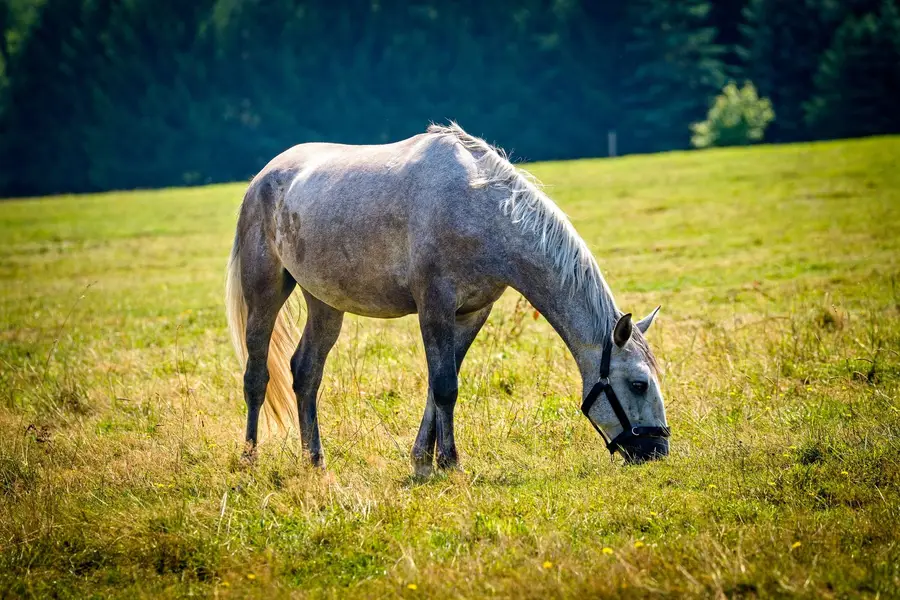 Focení s vašim mazlíčkem v parku, v lese. , Zvířata a domácí mazlíčci - Fotografie č. 3