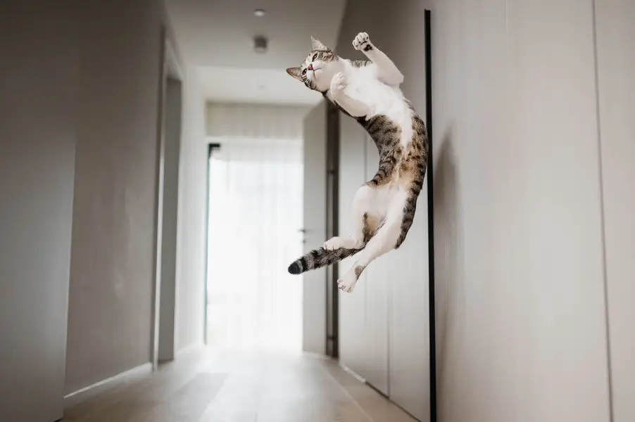 Fotograf zvířat a domácích mazlíčků Oliver Beneš - Fotografie č. 4