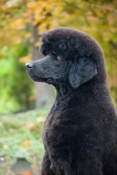 Fotograf zvířat a domácích mazlíčků Alexandra Kubová - Fotografie č. 10