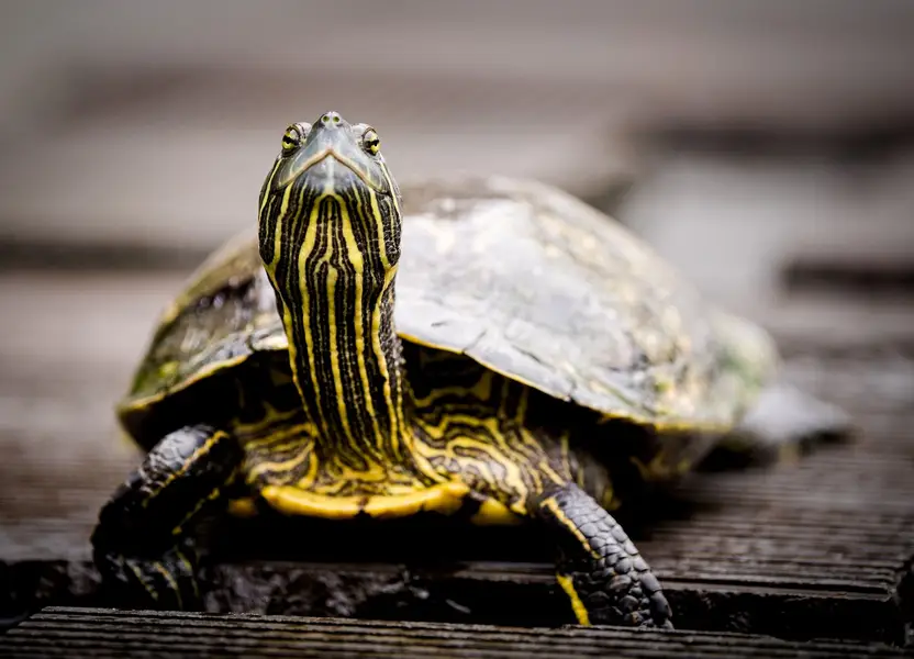 Focení s vašim mazlíčkem v parku, v lese. , Zvířata a domácí mazlíčci - Fotografie č. 5