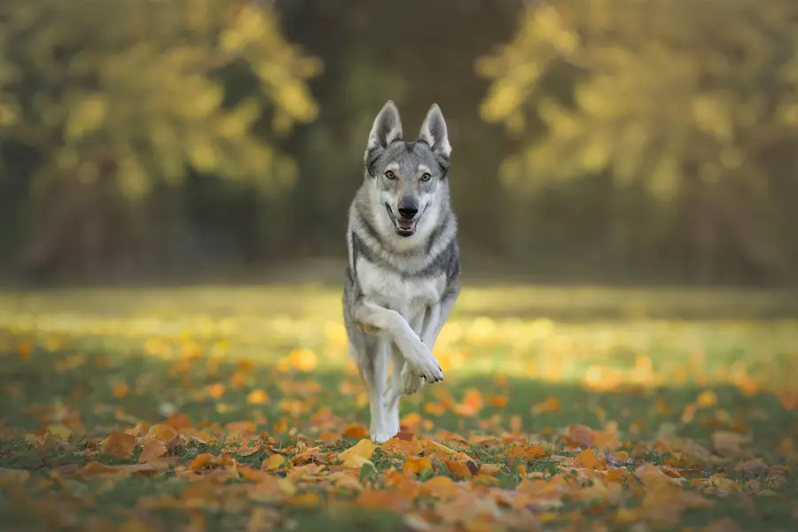 Zvířata a domácí mazlíčci - Fotografie č. 10