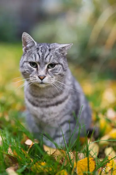 Zvířata a domácí mazlíčci - Fotografie č. 3