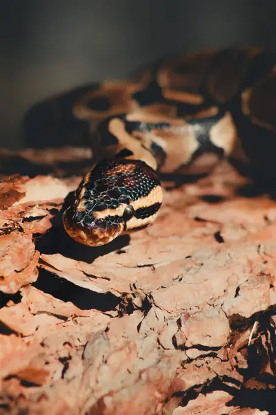 Zvířata a domácí mazlíčci - Fotografie č. 14