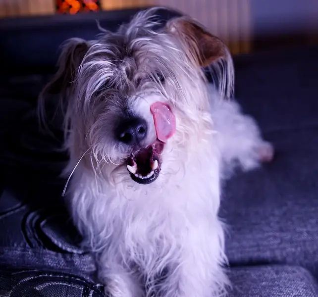 Focení zvířat - Fotografie č. 7