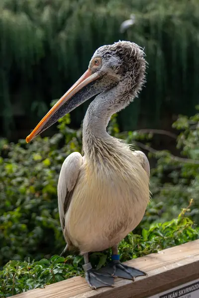 Zvířata a domácí mazlíčci - Fotografie č. 4