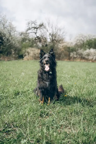 Zvířata a domácí mazlíčci - Fotografie č. 12