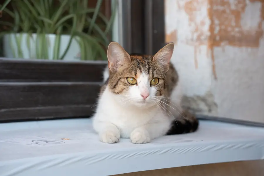 Focení zvířat - Fotografie č. 12