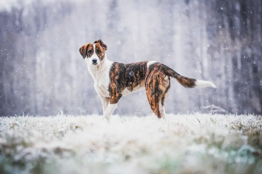 Focení zvířat - Fotografie č. 15