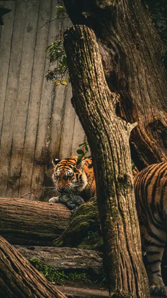 Focení zvířat Aneta Slavíková - Fotografie č. 4