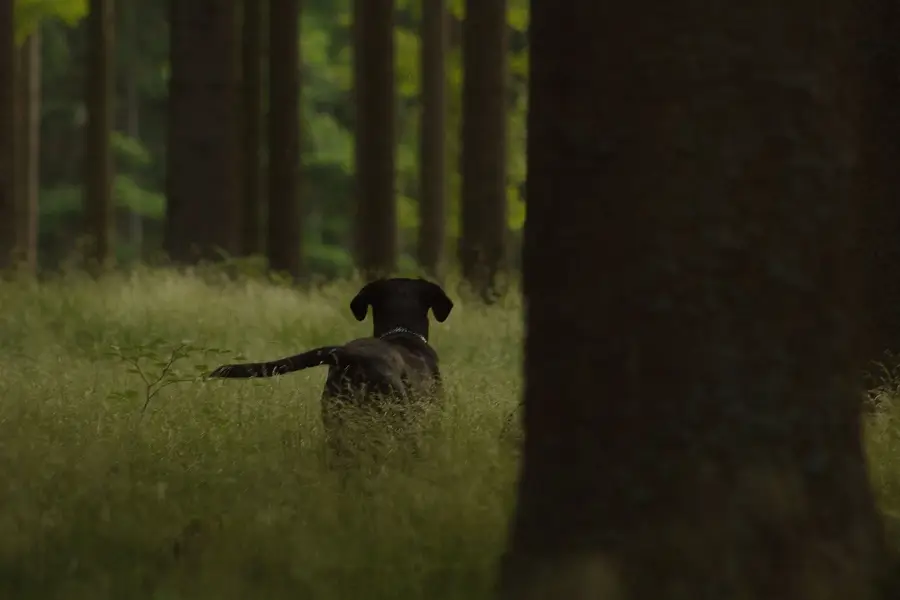 Focení zvířat - Fotografie č. 9