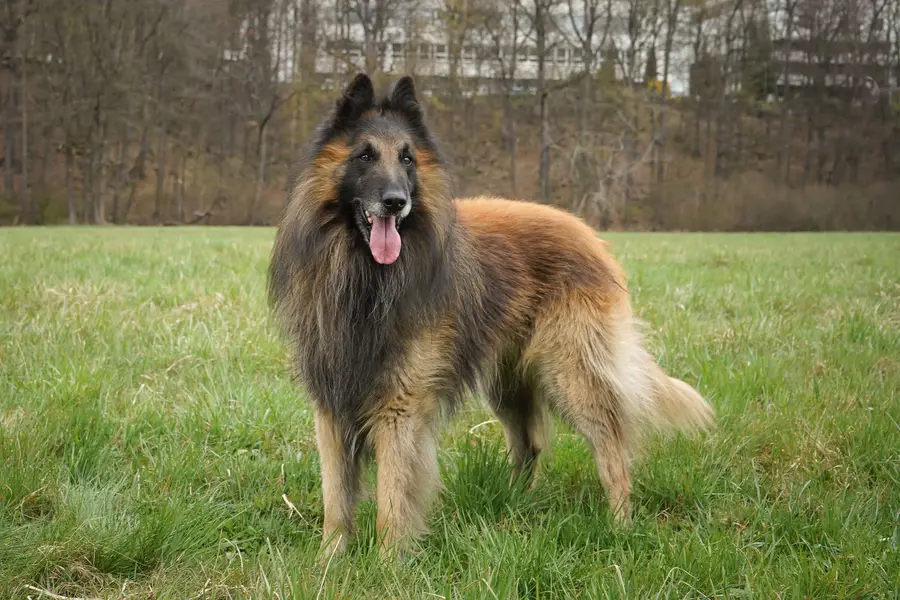 Focení zvířat - Fotografie č. 9