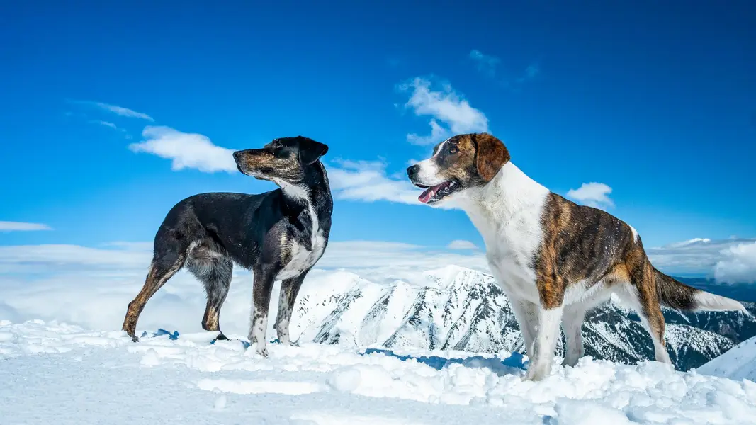 Focení zvířat - Fotografie č. 6