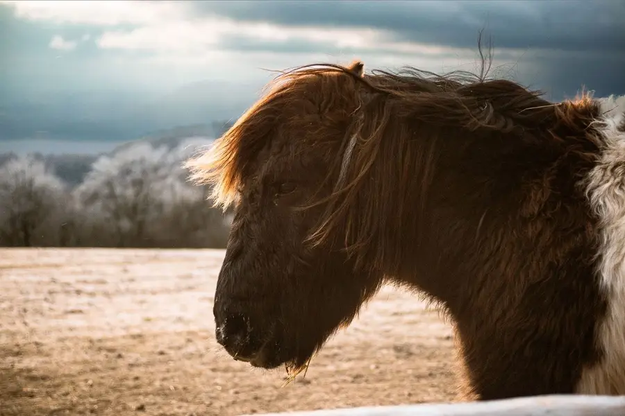 Zvířata a mazlíčci, Zvířata a domácí mazlíčci - Fotografie č. 1