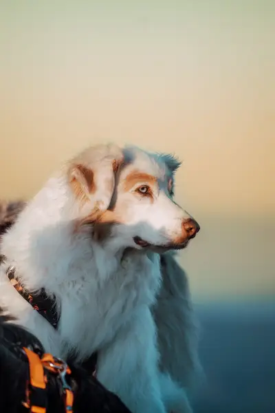 Focení zvířat - Fotografie č. 6