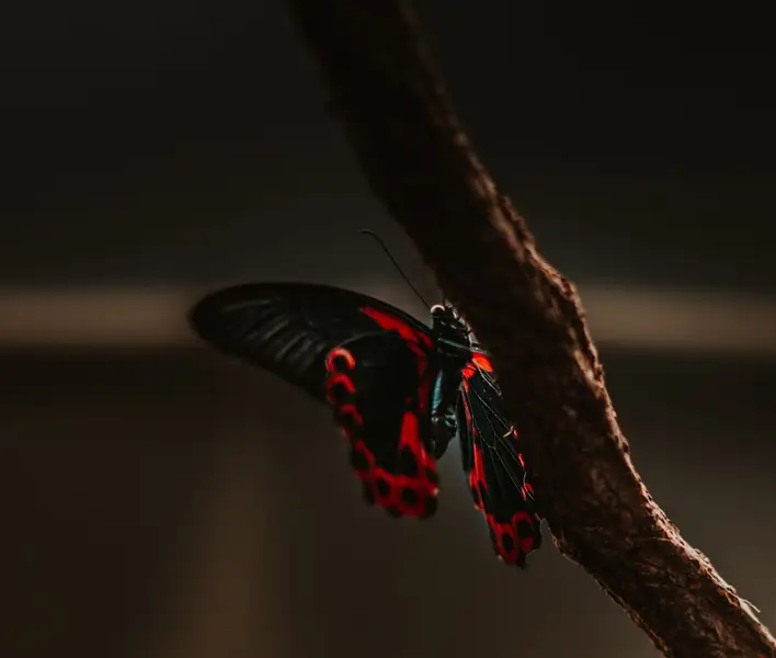 Fotograf zvířat a domácích mazlíčků Filip Junek - Fotografie č. 2