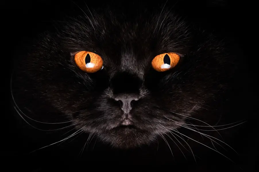 Focení koček, Focení zvířat - Fotografie č. 9