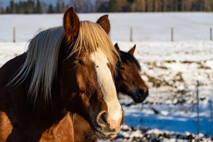 Zvířata a domácí mazlíčci - Fotografie č. 1