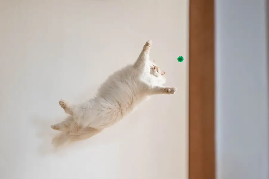 Focení zvířat - Fotografie č. 18