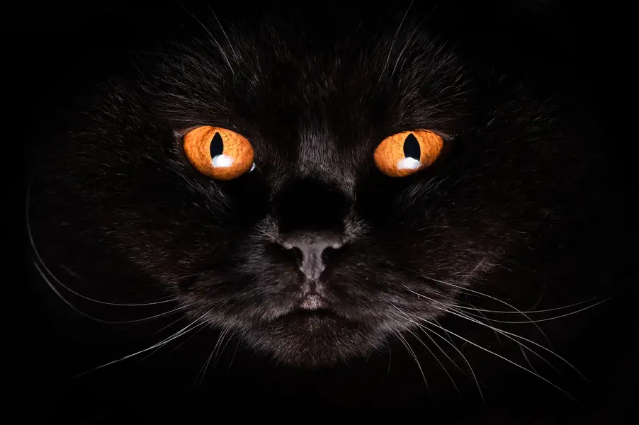 Fotograf zvířat a domácích mazlíčků Oliver Beneš - Fotografie č. 1