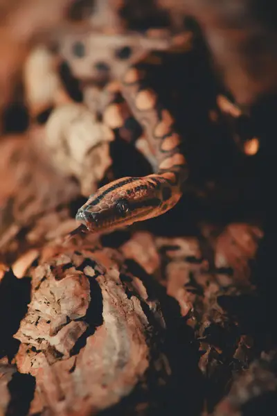 Zvířata a domácí mazlíčci - Fotografie č. 12