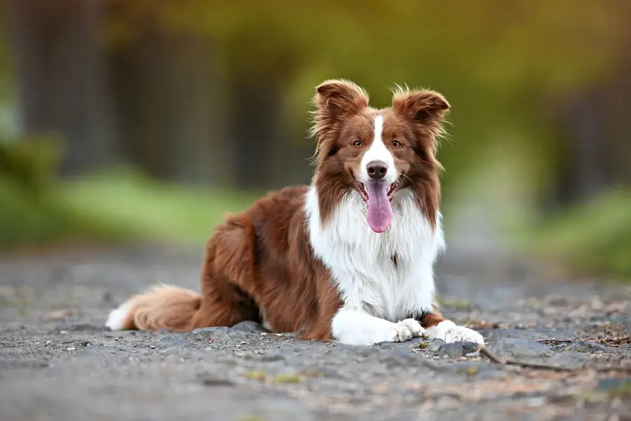 Fotograf zvířat a domácích mazlíčků Petr Přibyl - Fotografie č. 1