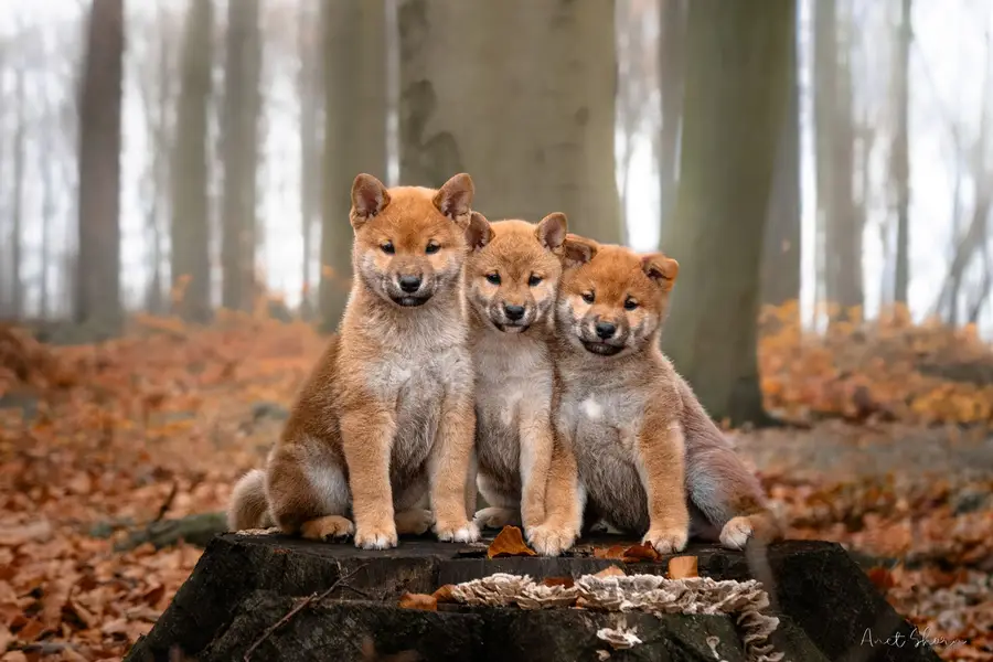 Focení zvířat - Fotografie č. 2
