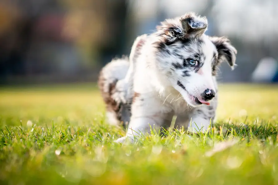Focení zvířat - Fotografie č. 9