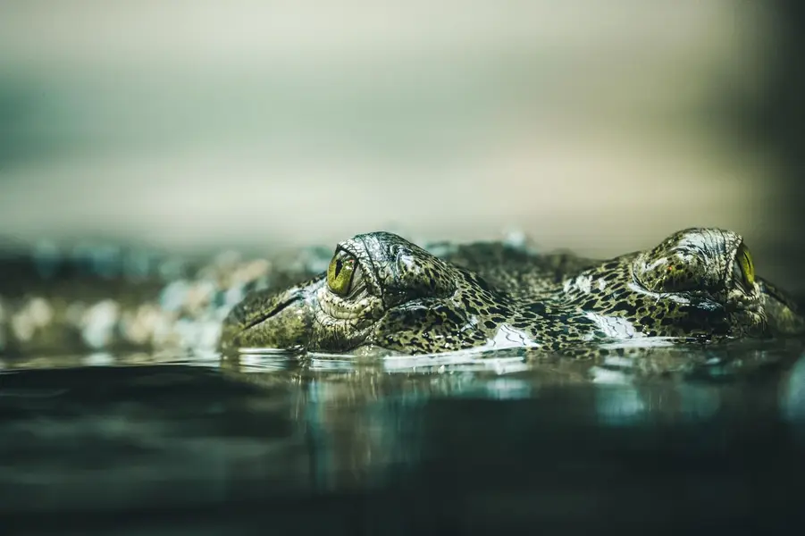 Focení zvířat - Fotografie č. 11