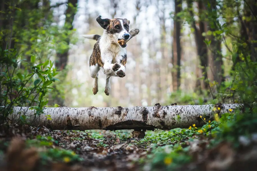 Focení zvířat - Fotografie č. 2