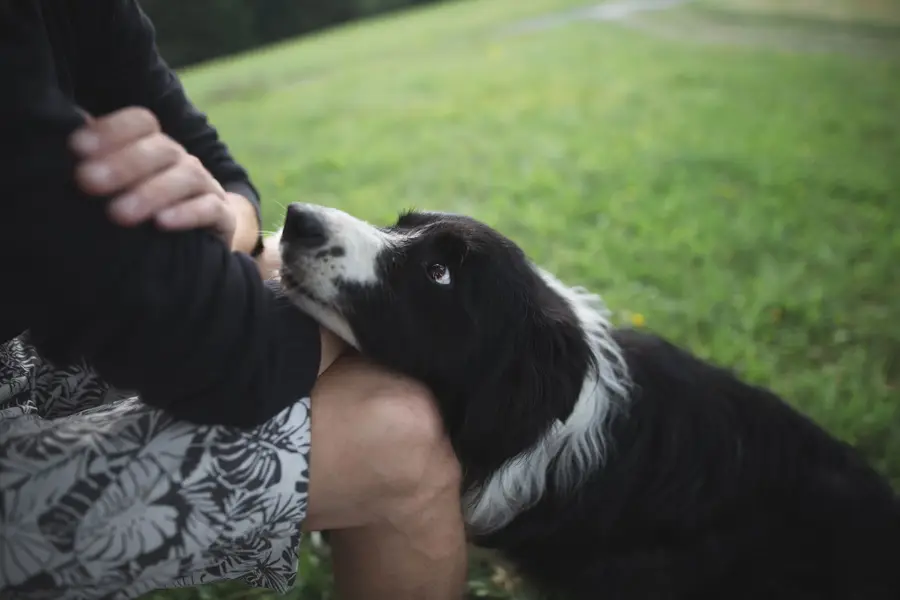 Focení psů/portrét se psem., Zvířata a domácí mazlíčci - Fotografie č. 3