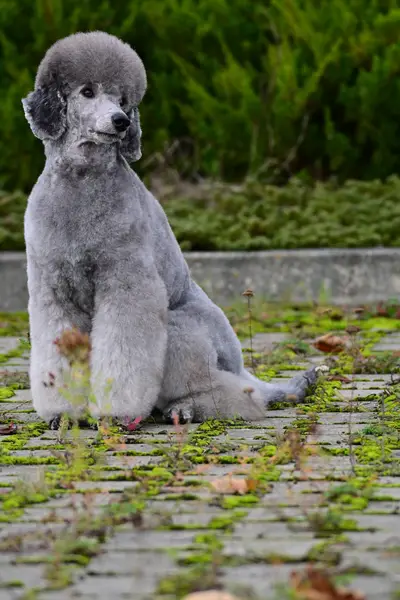 Fotograf zvířat a domácích mazlíčků Alexandra Kubová - Fotografie č. 5