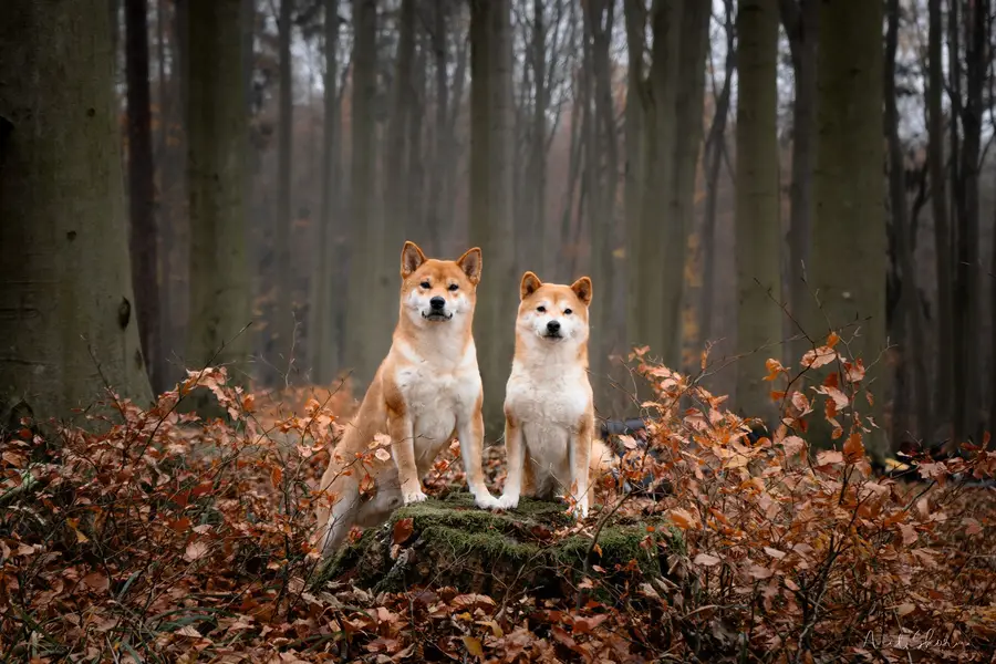 Focení zvířat - Fotografie č. 6