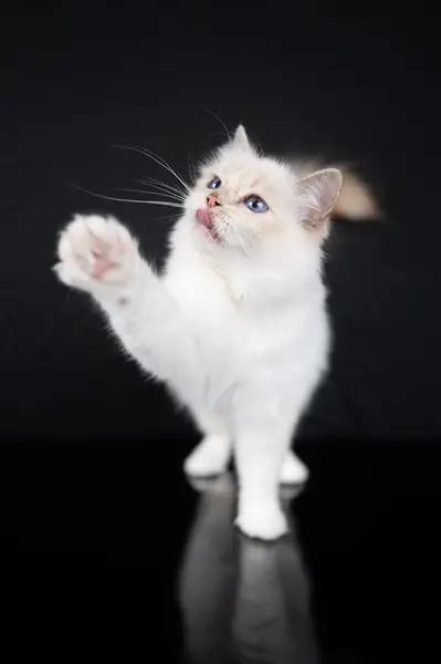 Fotograf zvířat a domácích mazlíčků Oliver Beneš - Fotografie č. 3