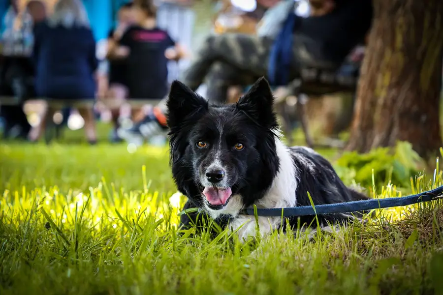 Focení zvířat - Fotografie č. 4