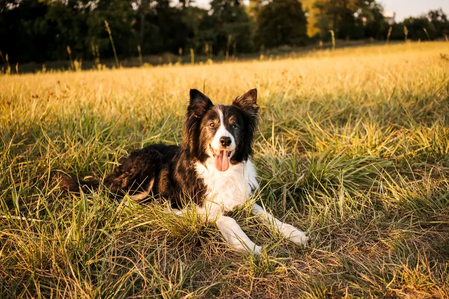 Zvířata a domácí mazlíčci - Fotografie č. 10