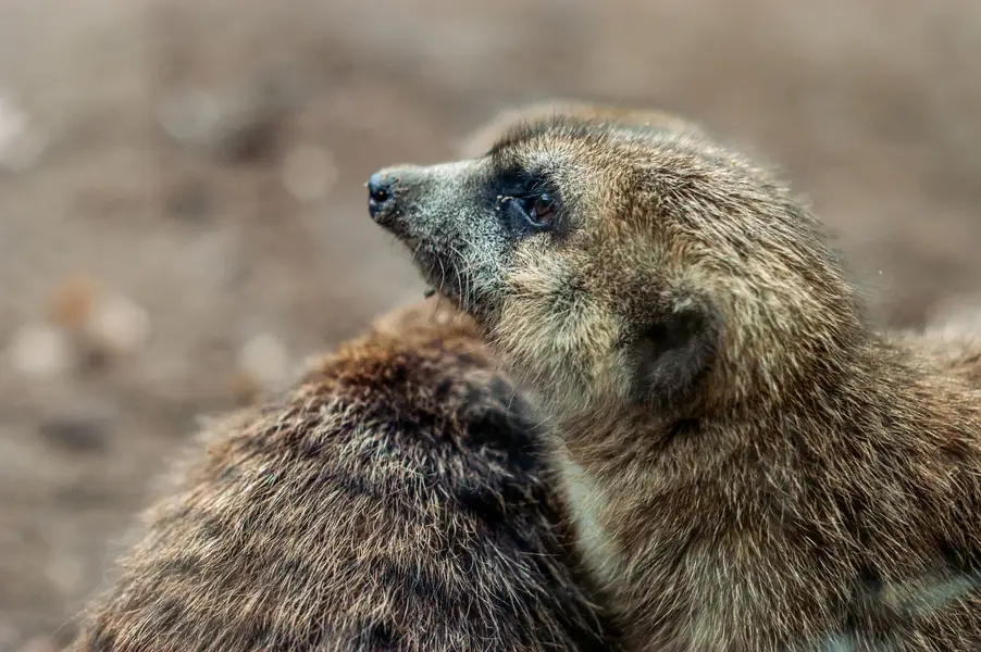 Focení zvířat Kristýna Galambošová - Fotografie č. 1