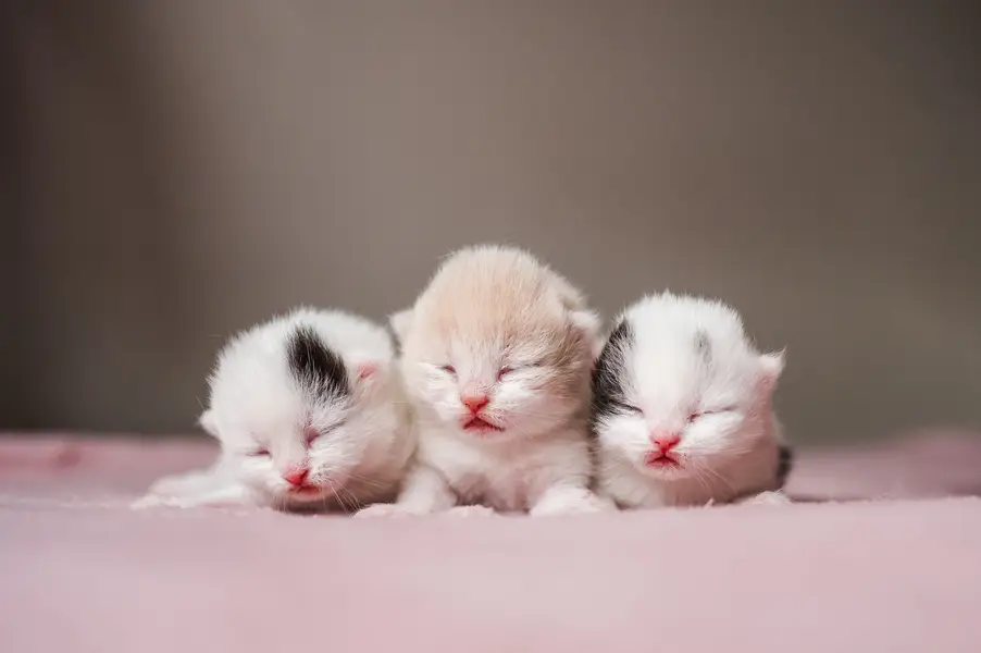 Fotograf zvířat a domácích mazlíčků Oliver Beneš - Fotografie č. 9