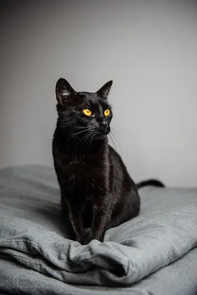 Focení zvířat Kristýna Galambošová - Fotografie č. 4