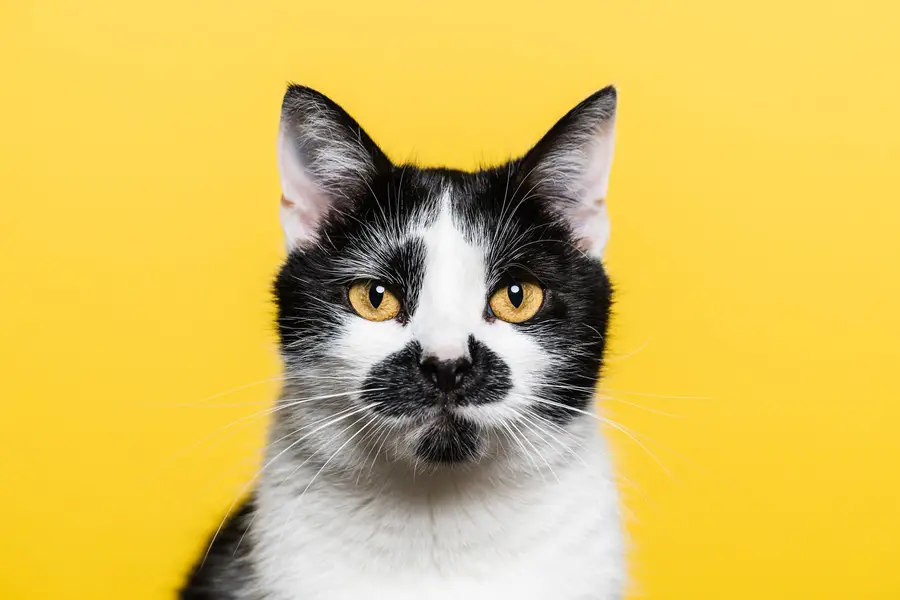 Focení zvířat - Fotografie č. 17