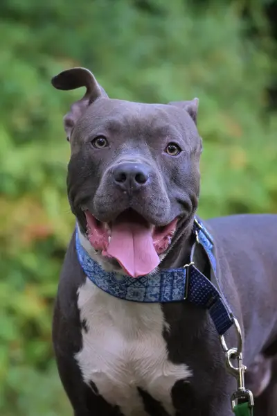 Fotograf zvířat a domácích mazlíčků Alexandra Kubová - Fotografie č. 3