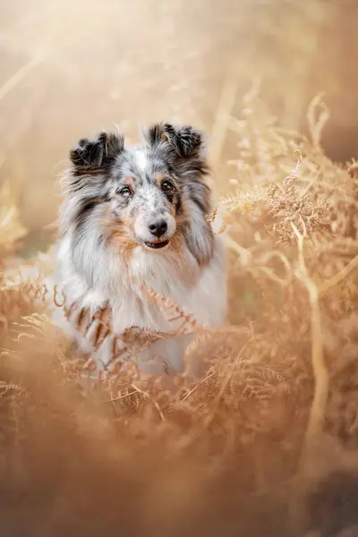 Zvířata a domácí mazlíčci - Fotografie č. 2