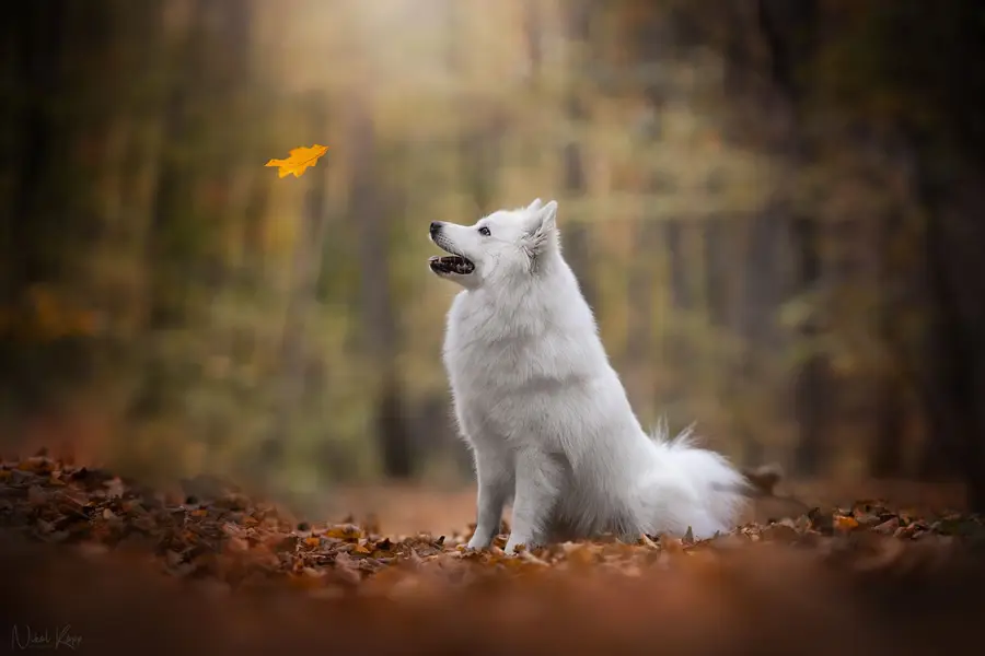 Zvířata a domácí mazlíčci - Fotografie č. 5