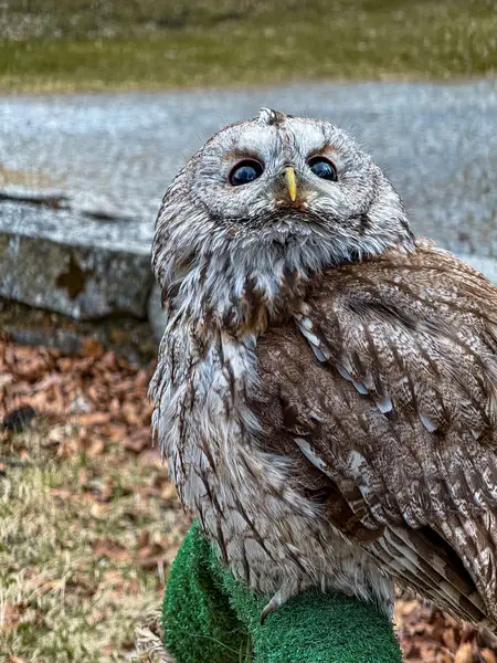 Focení zvířat David Bartusek - Fotografie č. 2