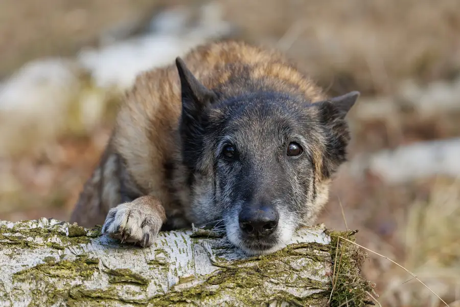 Focení zvířat - Fotografie č. 3