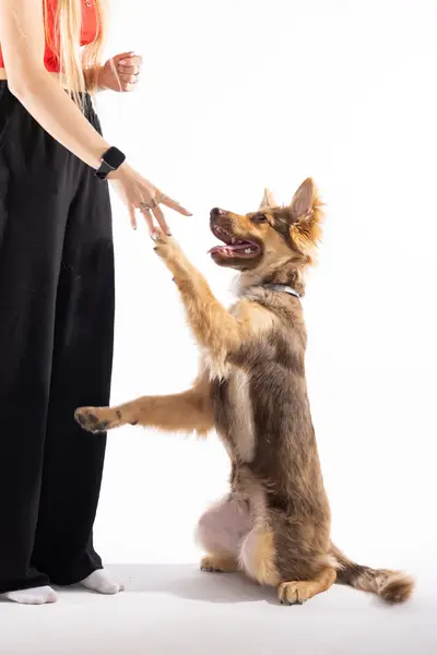 Focení zvířat - Fotografie č. 11