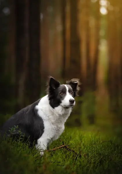 Focení zvířat - Fotografie č. 10