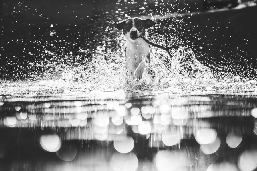 Focení zvířat - Fotografie č. 8