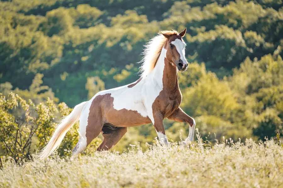 Focení zvířat Eliška Kadlecová - Fotografie č. 3