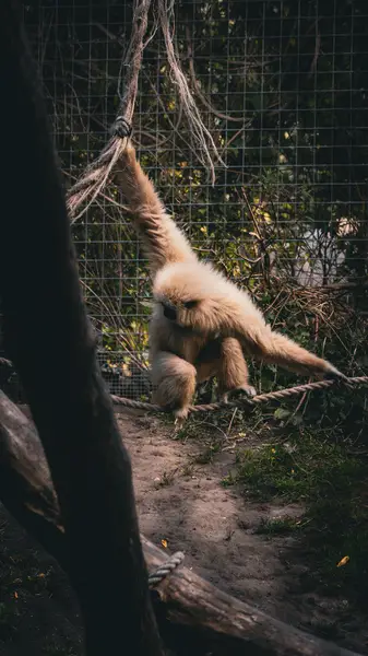 Focení zvířat Aneta Slavíková - Fotografie č. 5