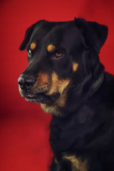 Fotograf zvířat a domácích mazlíčků David Liam Nachlinger - Fotografie č. 5